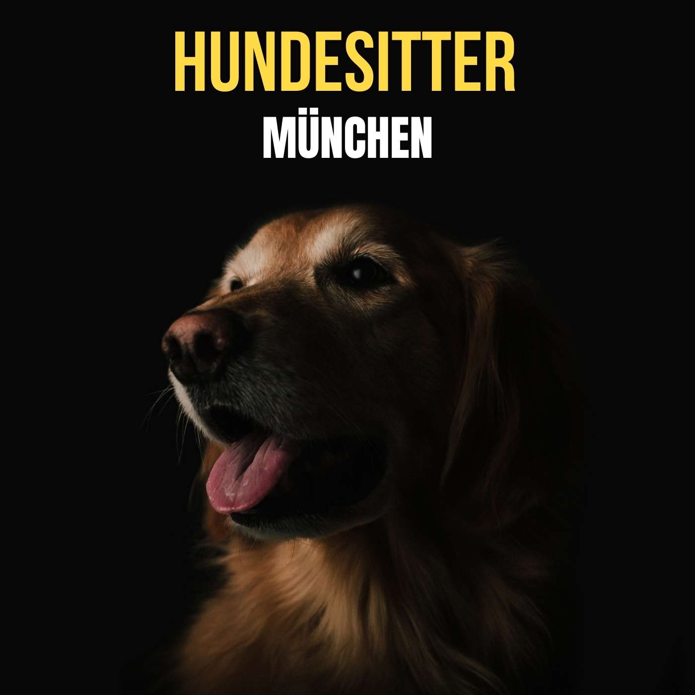 Hundesitter München
